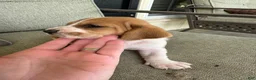 Basset Hound dogs for sale:  Puppy 1 - Ad 1