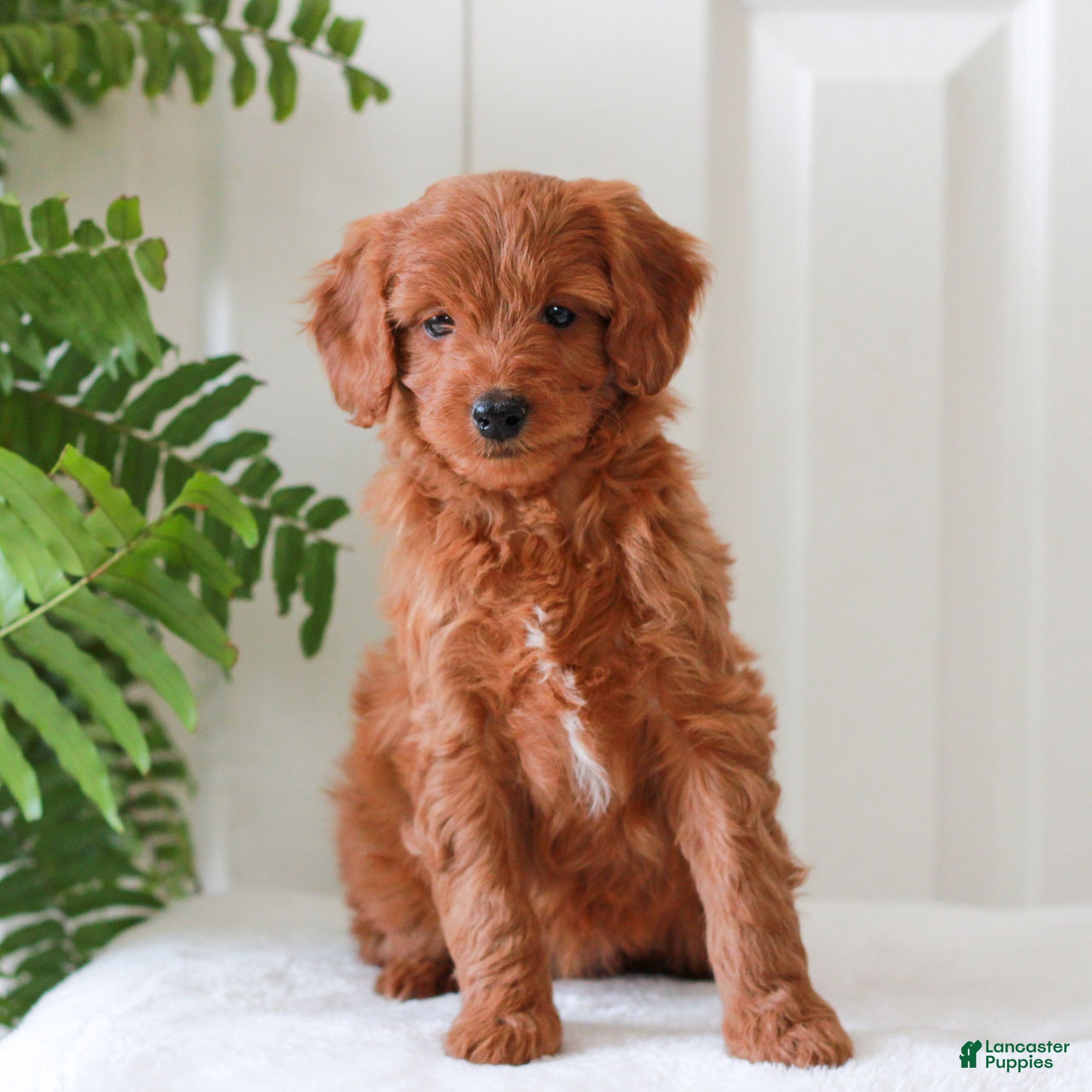 Mini Goldendoodle dogs Hannah  - Ad 1