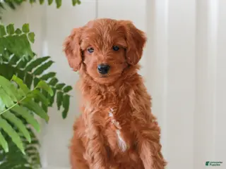 Mini Goldendoodle dogs for sale: Hannah - Ad 2