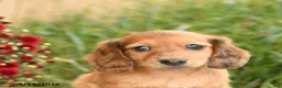 Miniature Dachshund dogs for sale: Flower - Ad 5