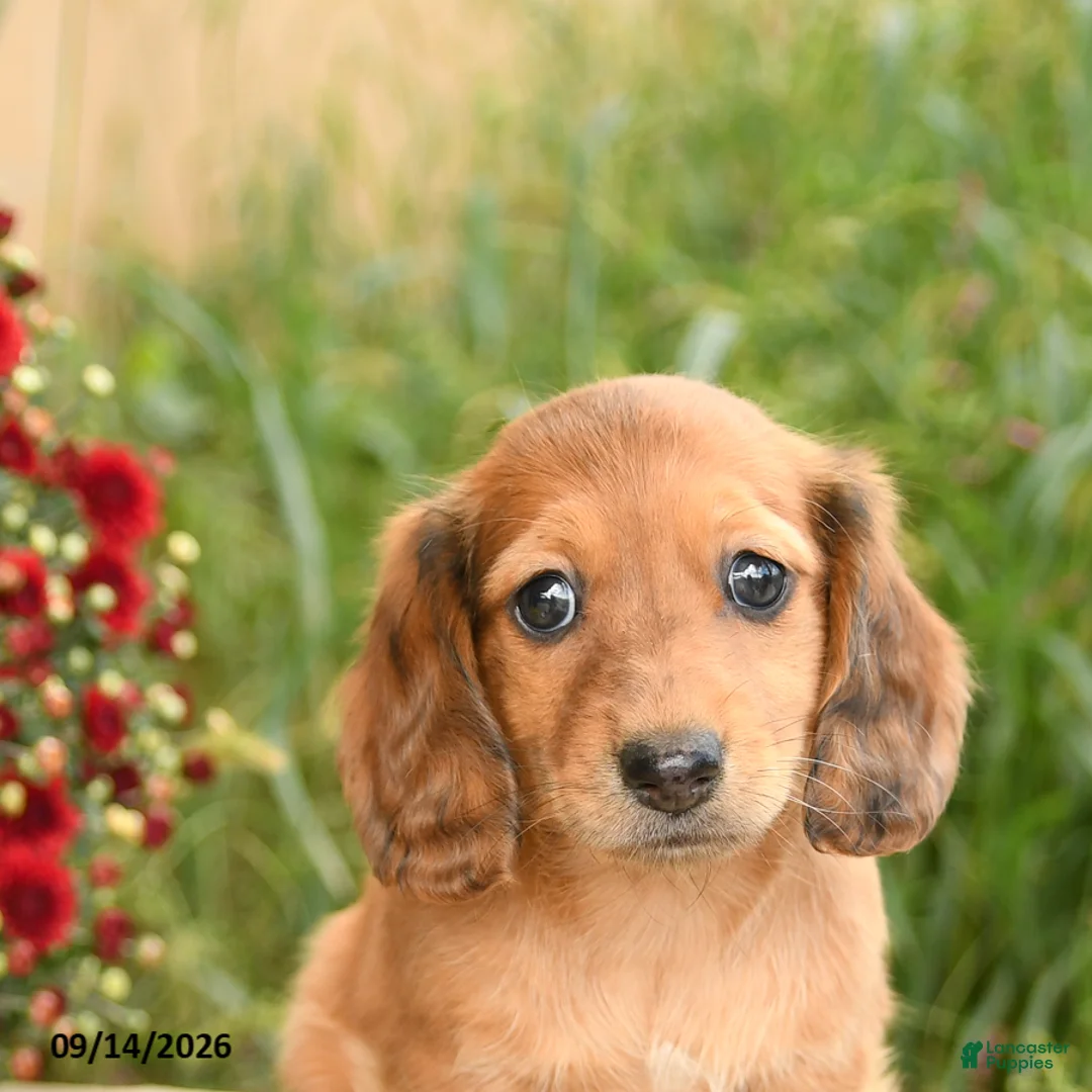 Miniature Dachshund dogs for sale: Flower - Ad 5