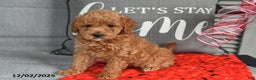 Toy Poodle dogs for sale: Poinsetta - Ad 2
