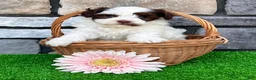 Havapoo dogs for sale: Trixie - Ad 1