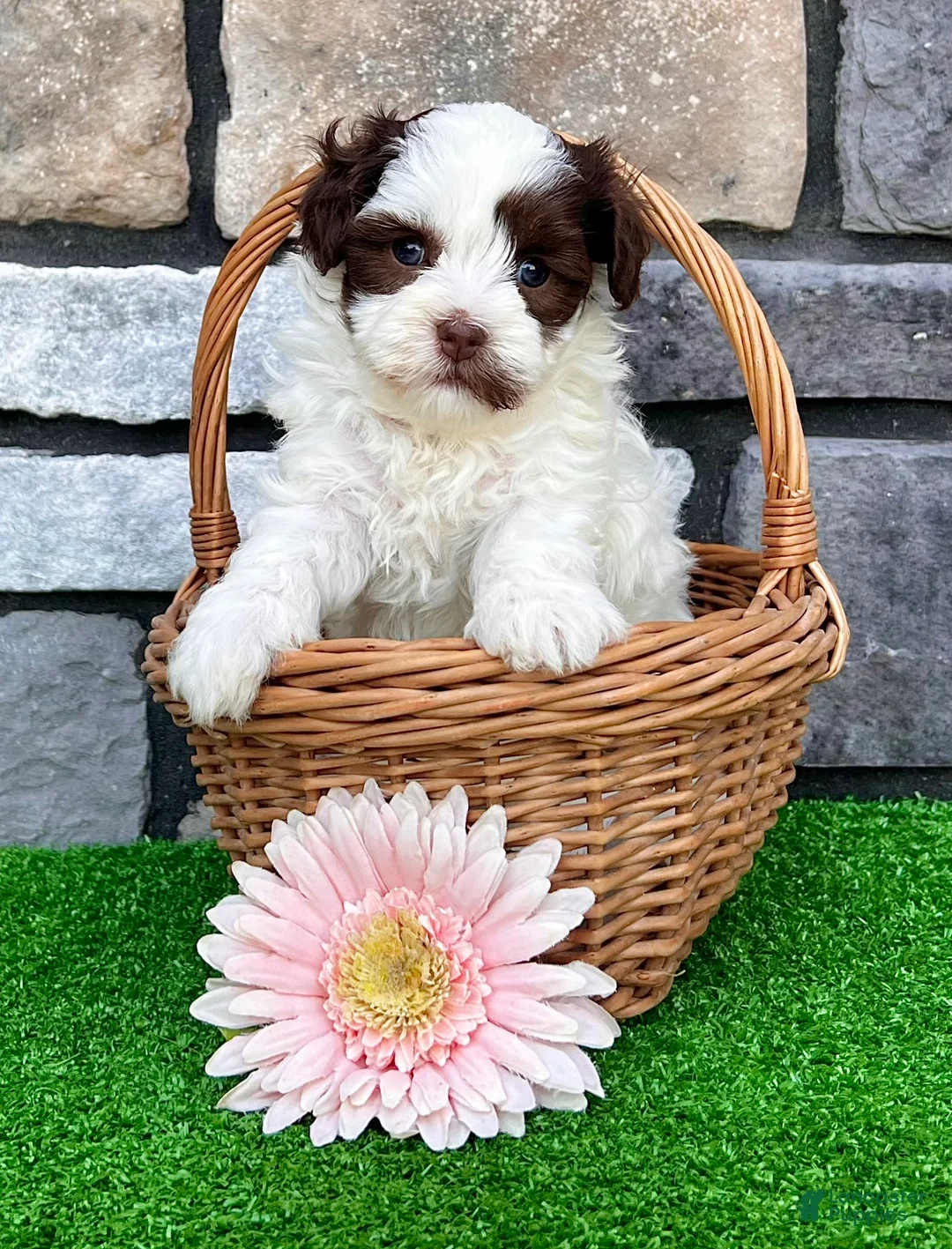 Havapoo dogs for sale: Trixie - Ad 1