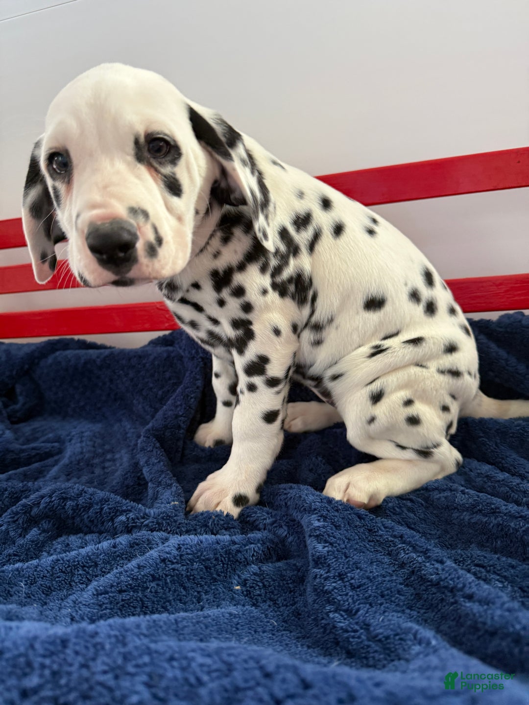 Dalmatian dogs for sale: Tara - Ad 1