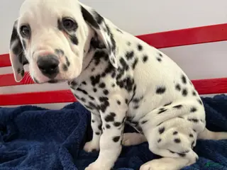 Dalmatian dogs Tara - Ad 6