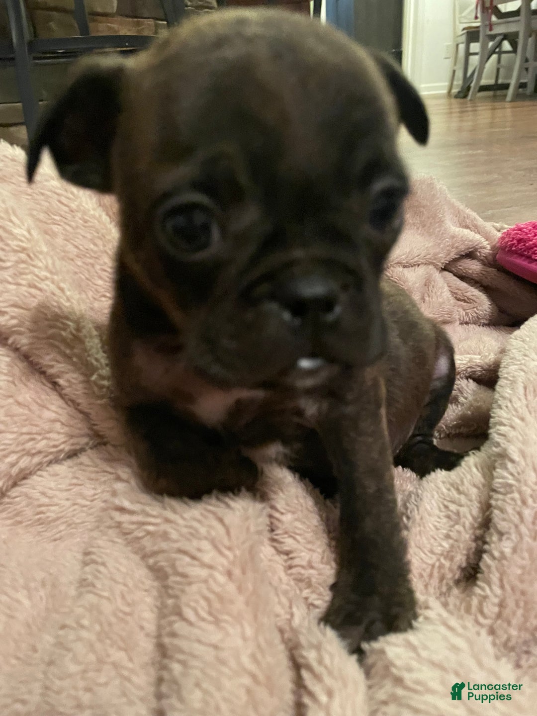 Mixed Breed dogs for sale: Valentino - Ad 6