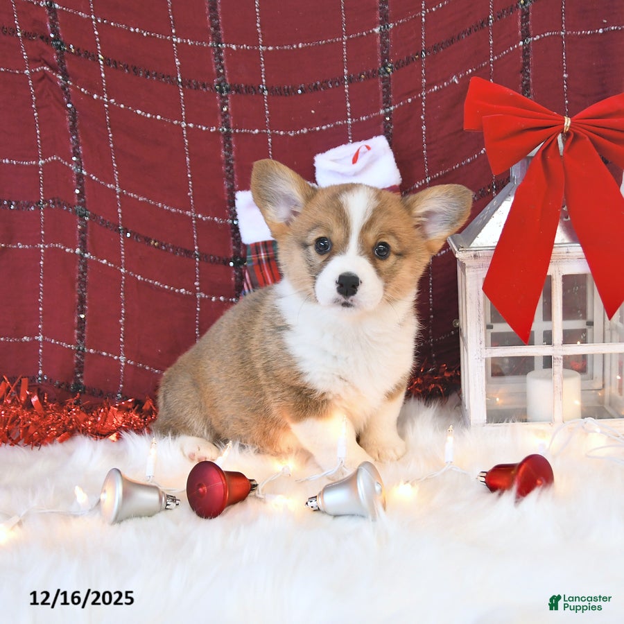 Welsh Corgi Pembroke dogs Mandy - Ad 16