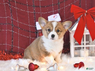 Welsh Corgi Pembroke dogs Mandy - Ad 16