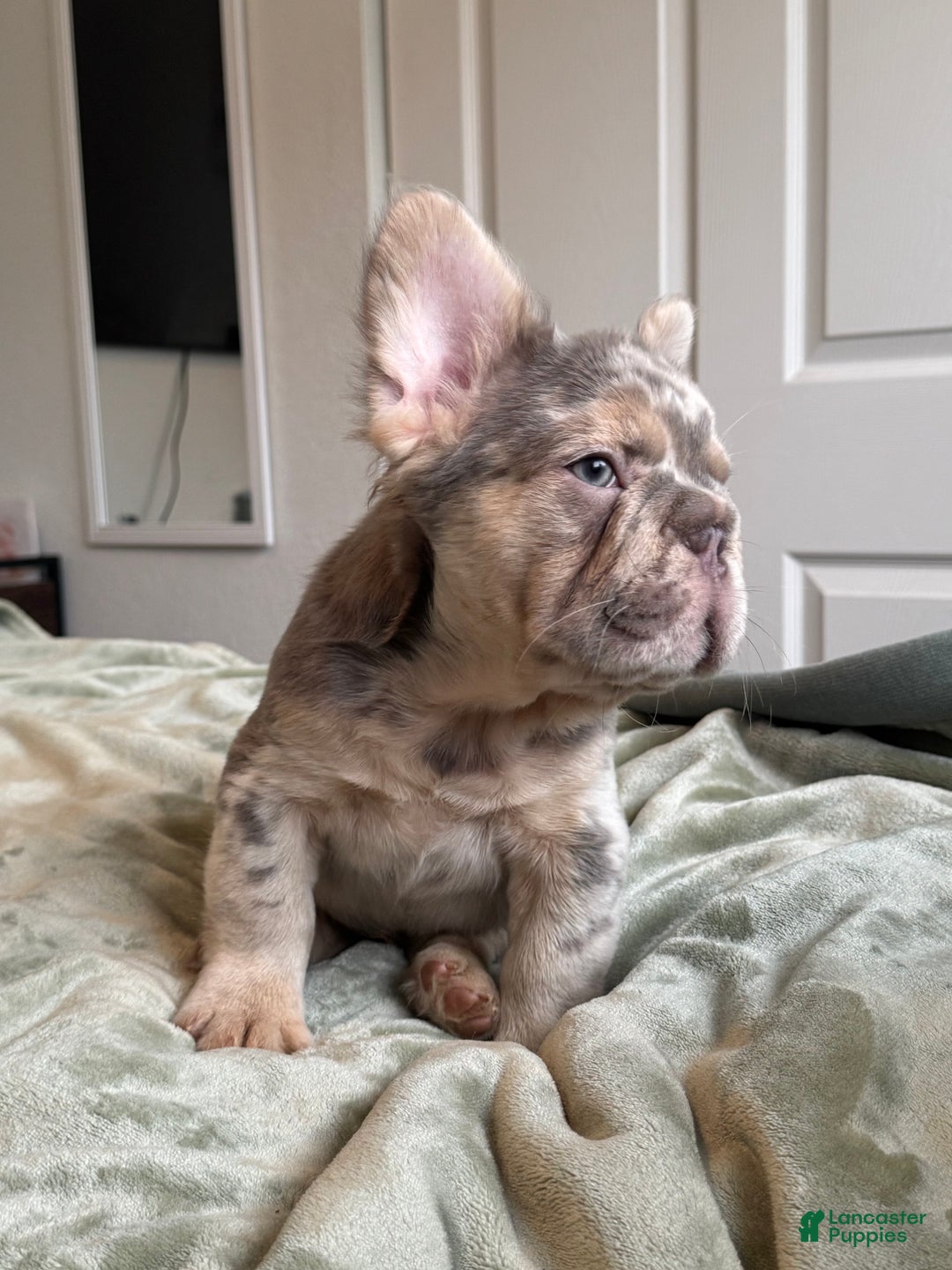French Bulldog dogs for sale: Lilac Tan Merle Big Rope Fluffy Male - Ad 3