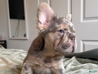 French Bulldog dogs Lilac Tan Merle Big Rope Fluffy Male - Ad 13