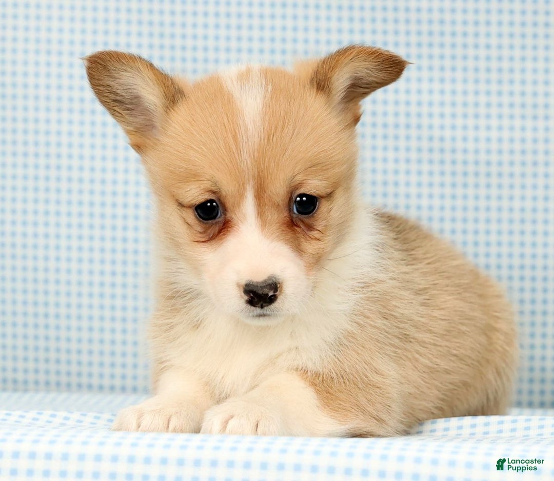 Welsh Corgi Pembroke dogs for sale: Honey - Ad 1