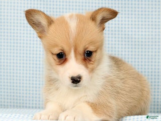 Welsh Corgi Pembroke dogs Honey - Ad 31