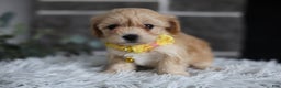 Maltipoo dogs for sale: Goldie  - Ad 3