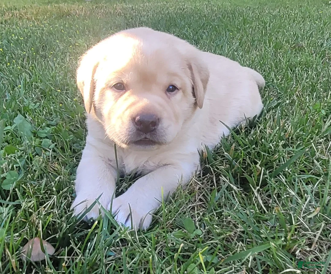 Labrador Retriever dogs for sale: Lexi - Ad 1