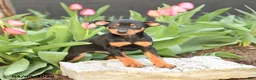 Miniature Pinscher dogs for sale: Freddie - Ad 1