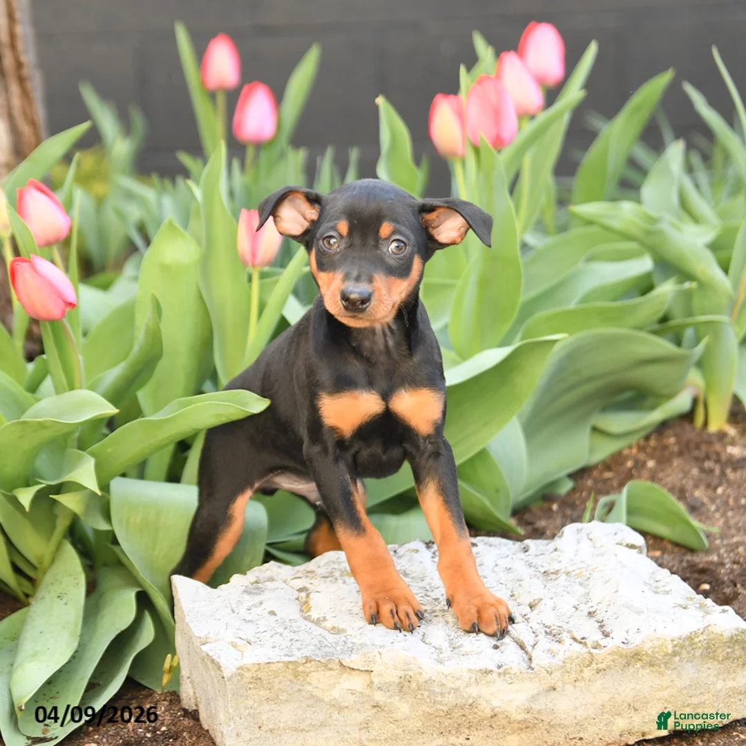 Miniature Pinscher dogs for sale: Freddie - Ad 1