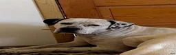 American Bulldog dogs for sale: Magnolia - Ad 8