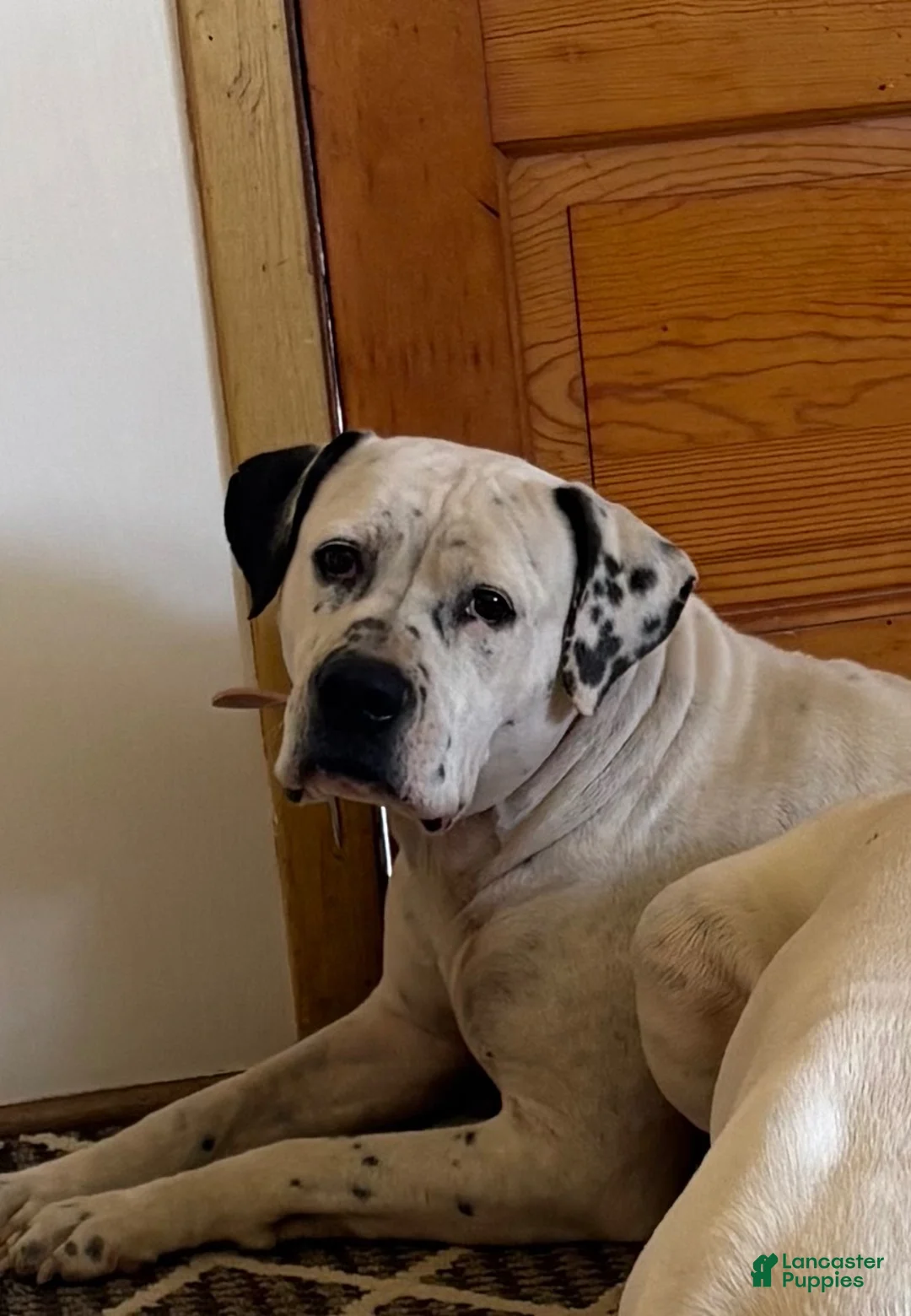 American Bulldog dogs for sale: Magnolia - Ad 8