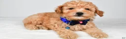 Miniature Poodle dogs for sale: Brady - Ad 7