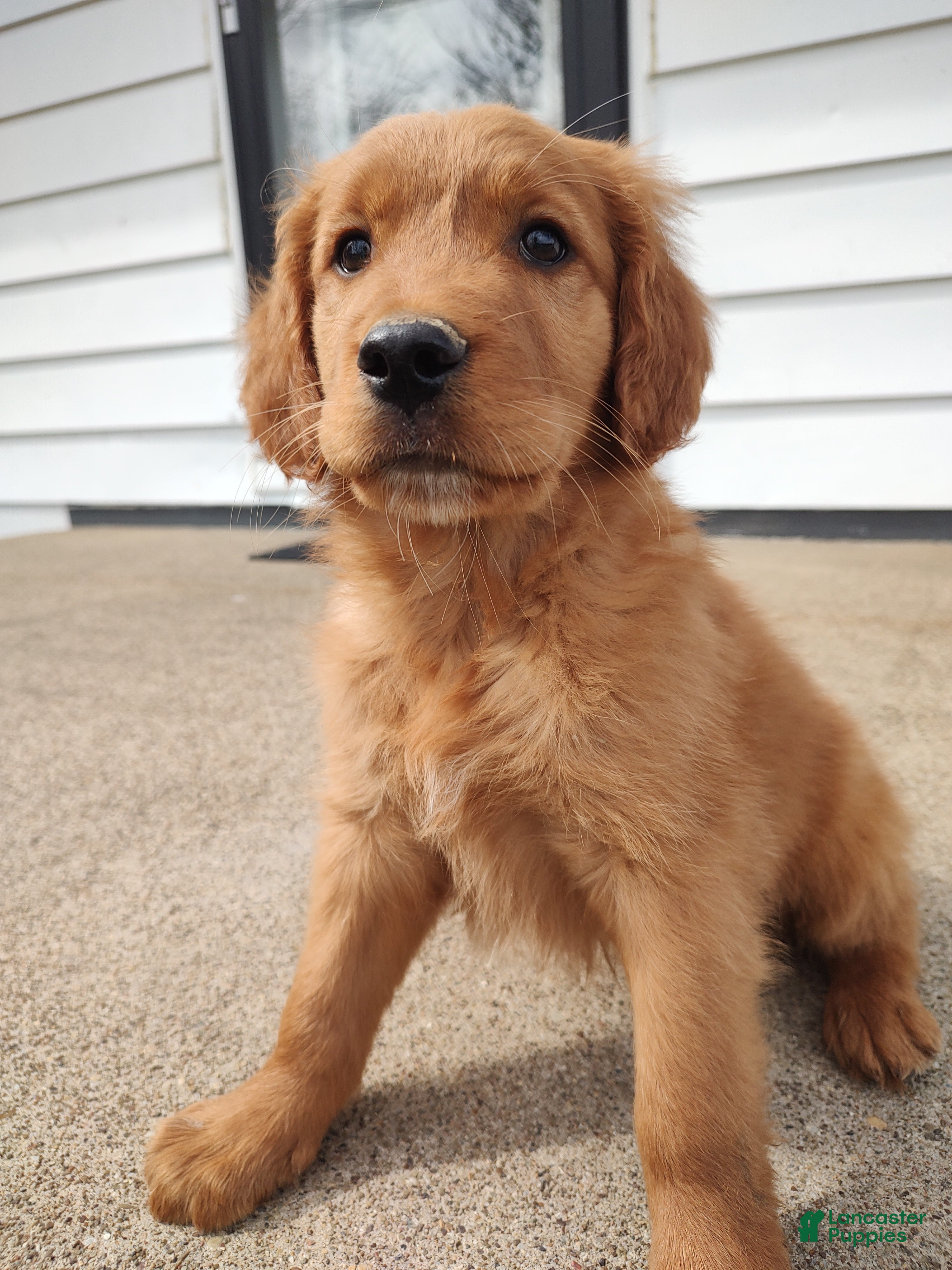 Mixed Breed dogs Rio - Ad 18