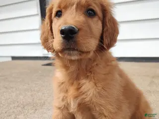 Mixed Breed dogs Rio - Ad 17