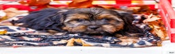 Shorkie dogs for sale: Lance - Ad 6