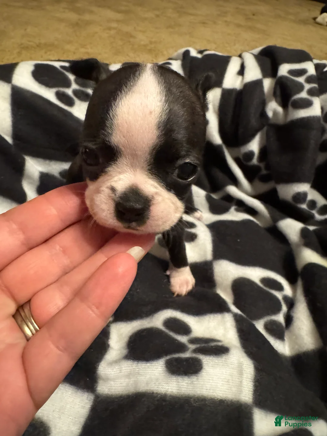 Boston Terrier dogs for sale: Doc-Brindle & White - Ad 2