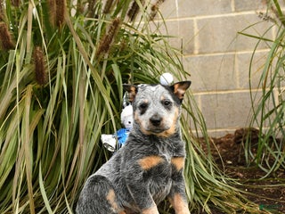 Australian Cattle Dog dogs Havana - Ad 7