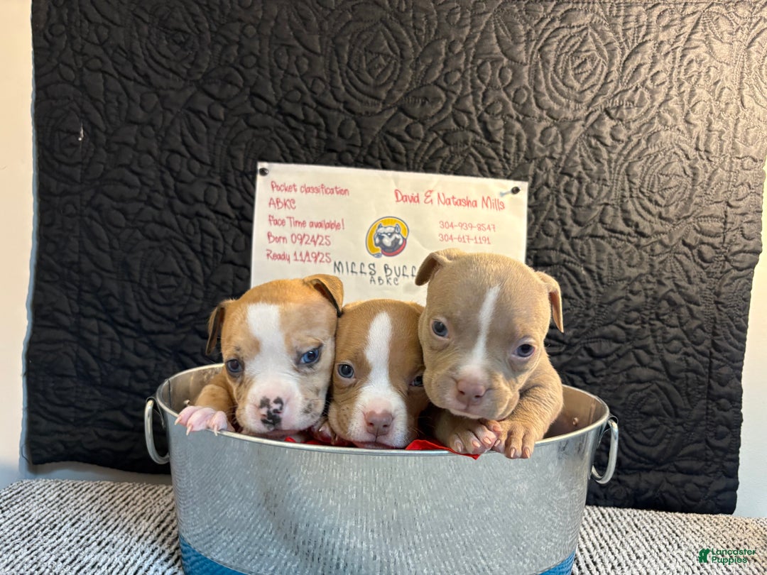 American Bully dogs for sale: Caramel  - Ad 2