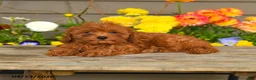 Cavapoo dogs for sale: Autumn - Ad 3