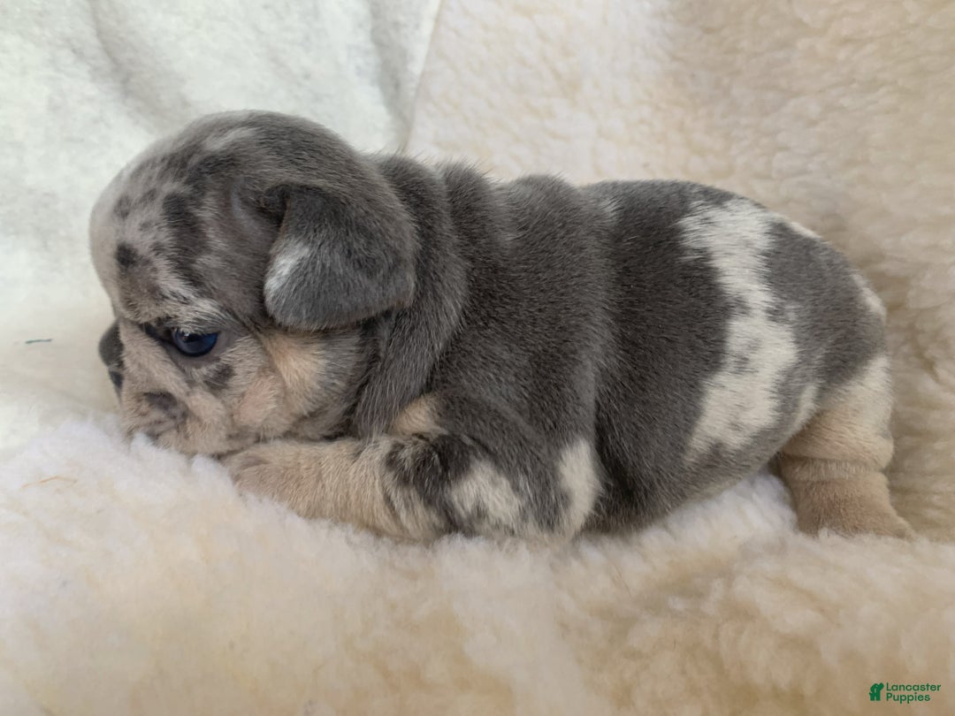 French Bulldog dogs for sale: Lola - Ad 2