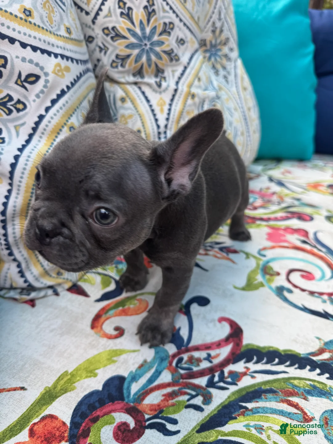 French Bulldog dogs for sale: Miss Chief (aka Mischief) - Ad 2