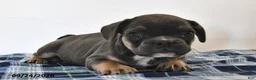 Mixed Breed dogs for sale: Levi - Ad 4