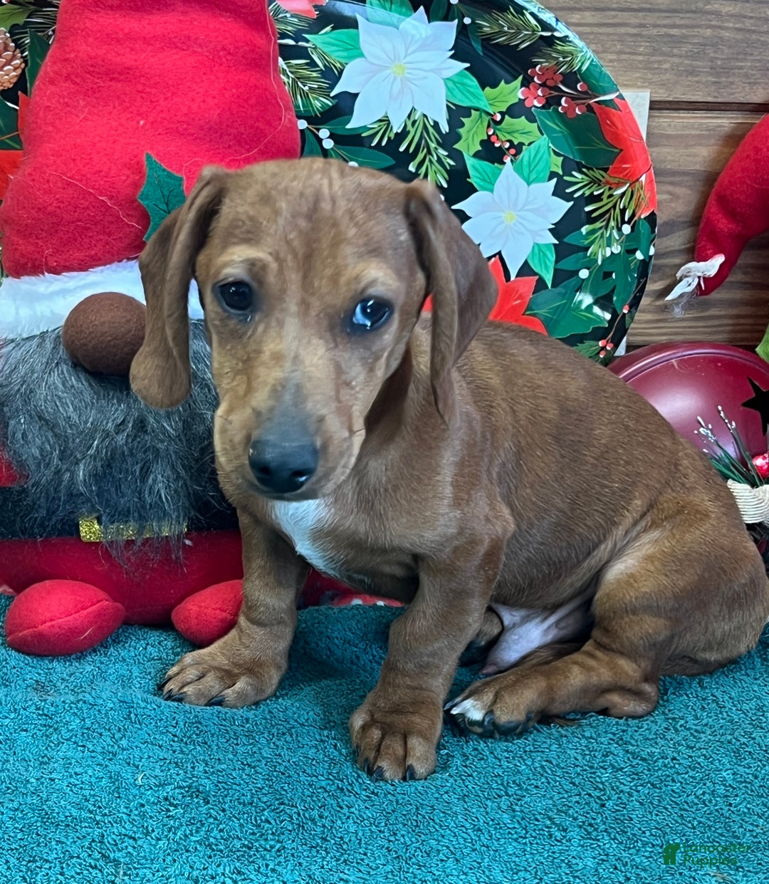 Dachshund dogs for sale: Rusty - Ad 2
