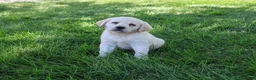 Labrador Retriever dogs for sale: Bubbles - Ad 6