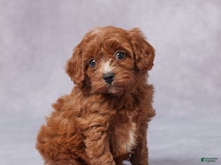 Cavapoo dogs - Ad 33