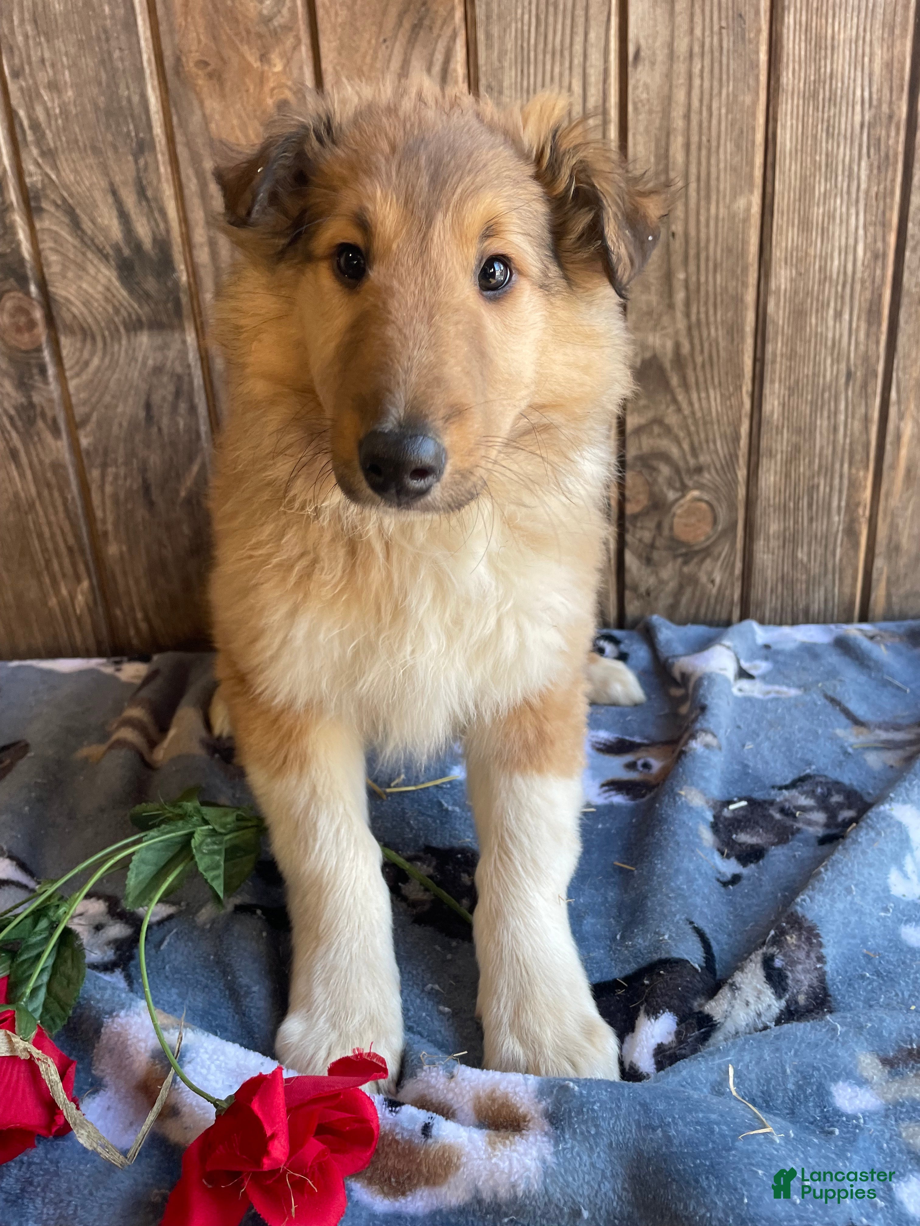 Collie dogs Cora - Ad 15