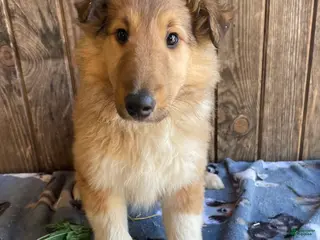 Collie dogs Cora - Ad 15