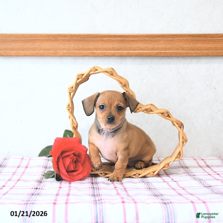 Mixed Breed dogs Juliet EXTRA SMALL - Ad 8