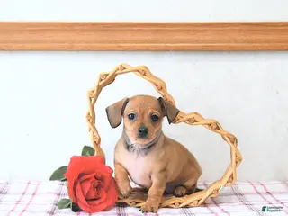 Chiweenie dogs Juliet EXTRA SMALL - Ad 3