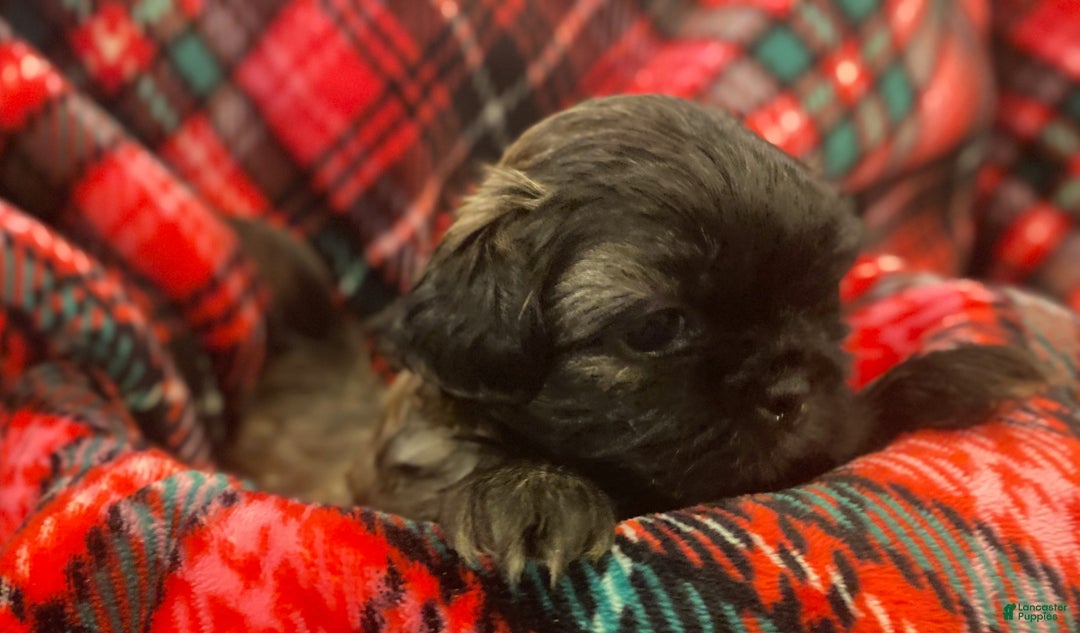 Shih Tzu dogs for sale: COOPER, Shih Tzu, Male, 10 weeks, AKC Champion Blood Line - Ad 11