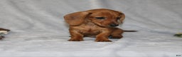 Miniature Dachshund dogs for sale: Chole - Ad 28