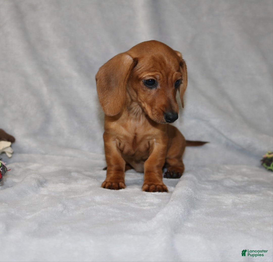 Miniature Dachshund dogs for sale: Chole - Ad 28