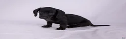 Miniature Dachshund dogs for sale: Peter - Ad 4