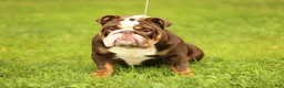 English Bulldog dogs for stud: Broly - Ad 1