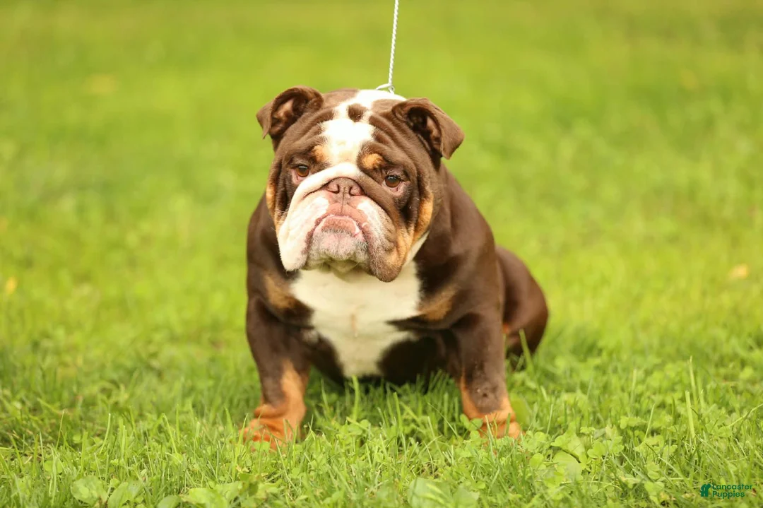 English Bulldog dogs for stud: Broly - Ad 1