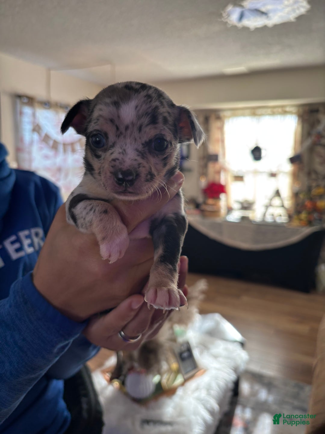 Chihuahua dogs for sale: Chihuahua Puppy Ginger - Ad 7