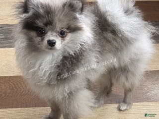 Pomeranian dogs Tiki Blue Merle - Ad 17