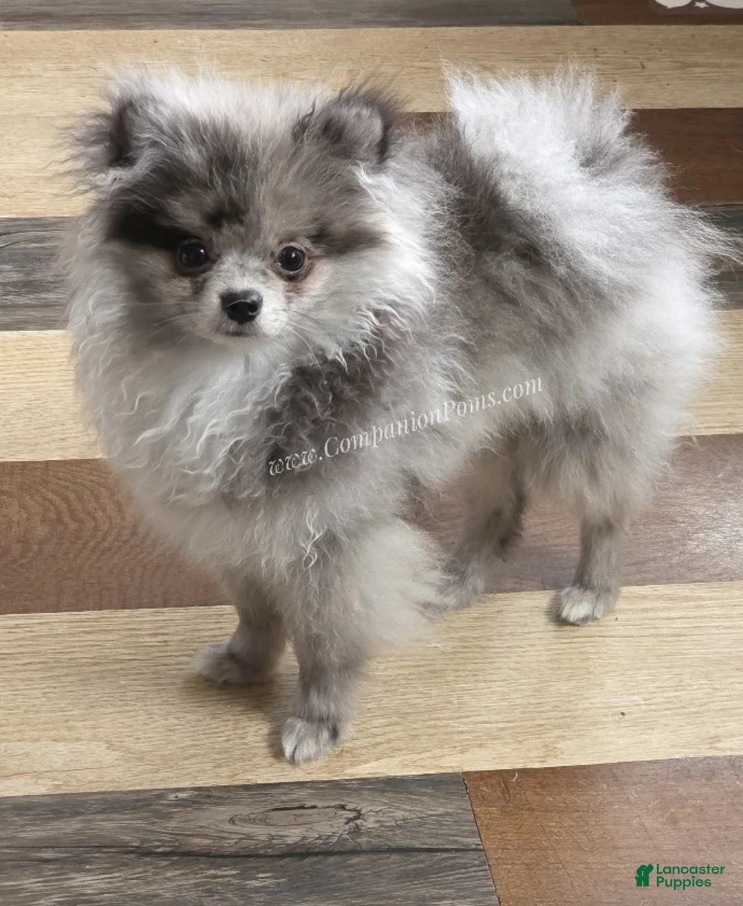 Pomeranian dogs for sale: Tiki Blue Merle - Ad 1